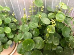 “銅錢草開花好不好